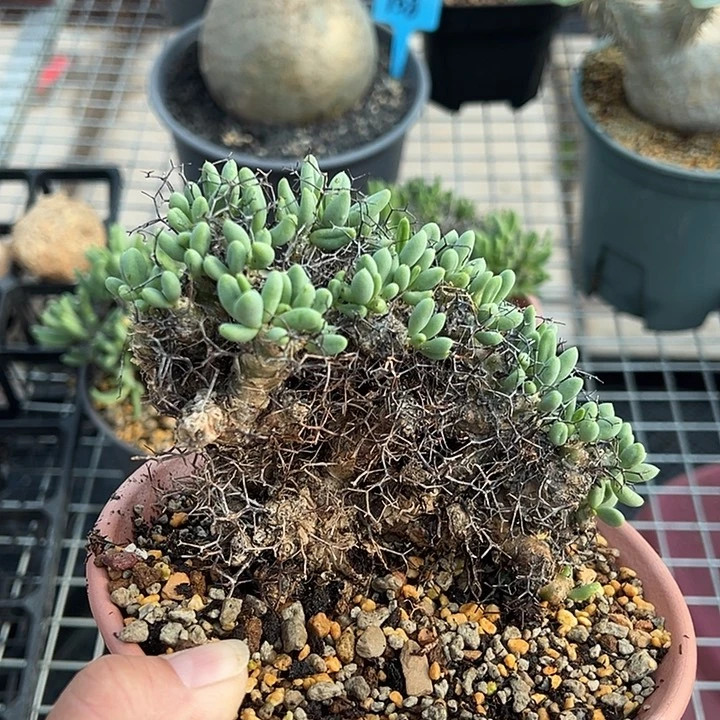 钢丝球万物想产地多肉植物