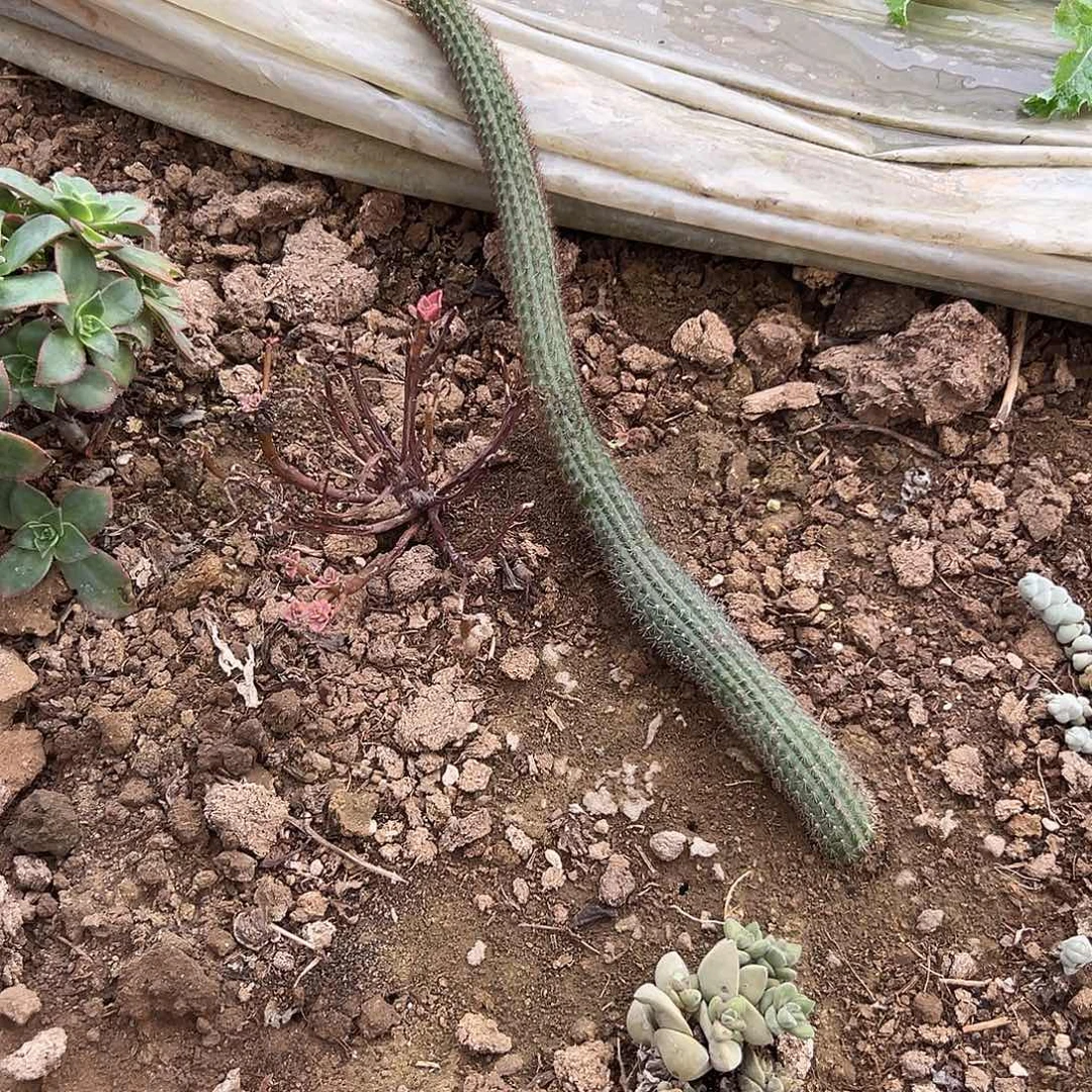 多肉植物金妞单头