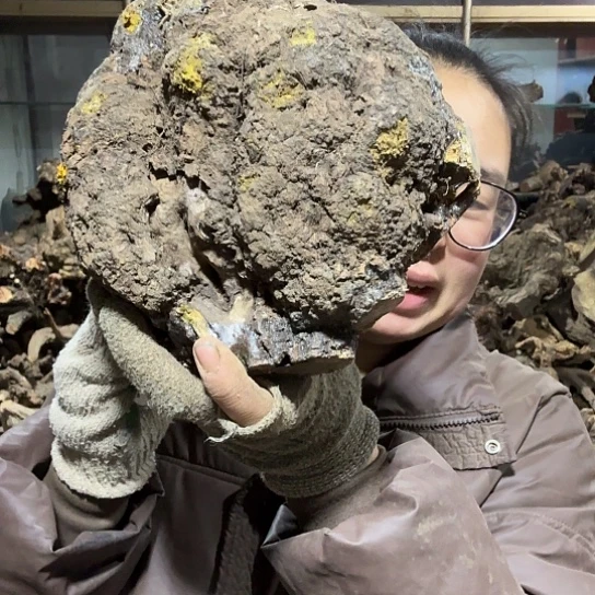 香榧木熊**实火琉璃的故事毛料摆件