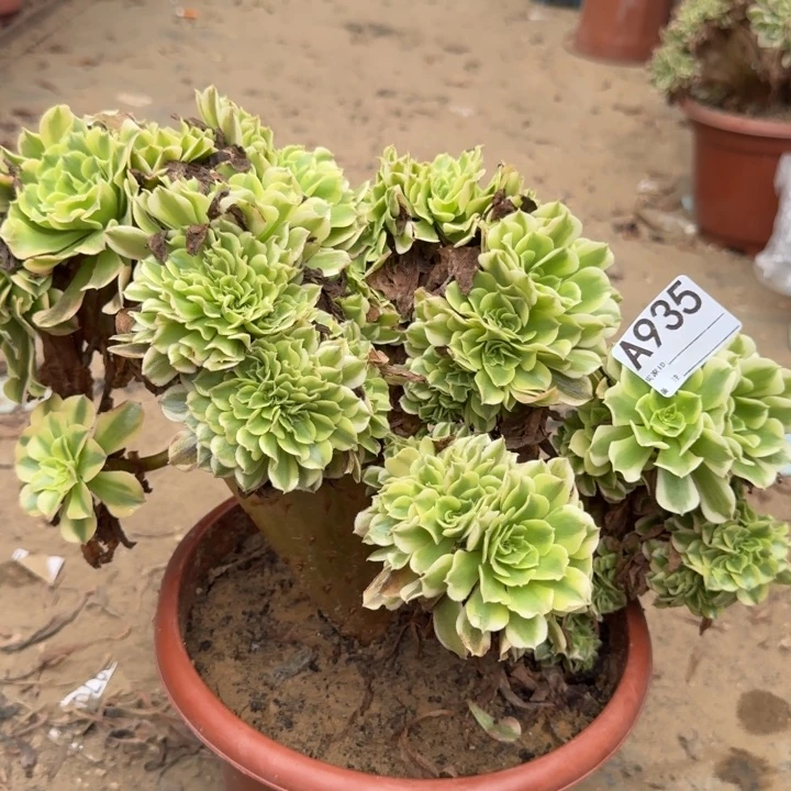 迈巴赫法师了缀化不包损935