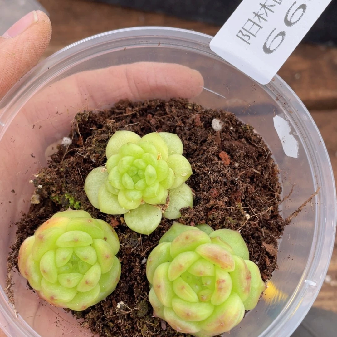 言**?多肉植物多肉植物660