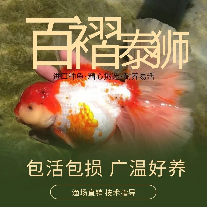 百褶裙泰狮金鱼苗练手苗留养苗金鱼苗耐养易活冷水观赏鱼大尾泰狮