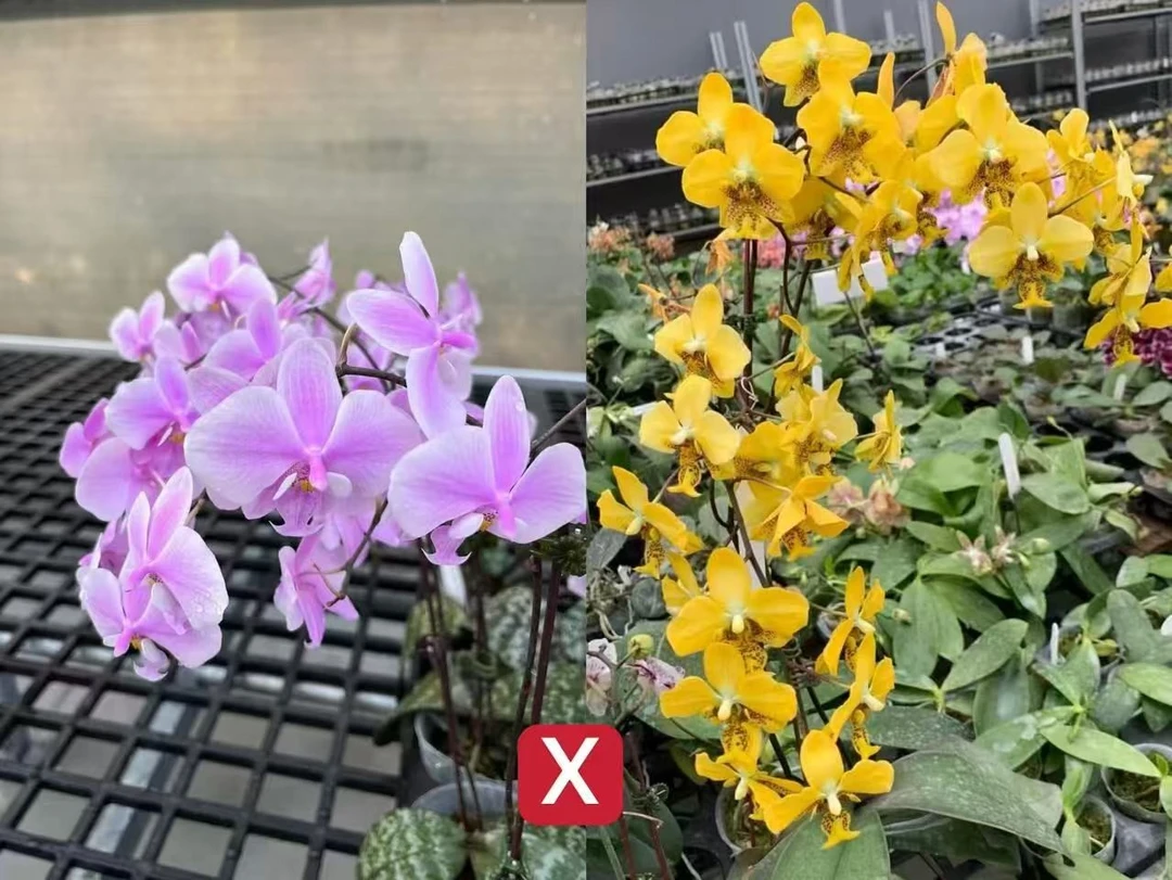 2.5寸 西交黄史-苗（叶微瑕）珍奇蝴蝶兰