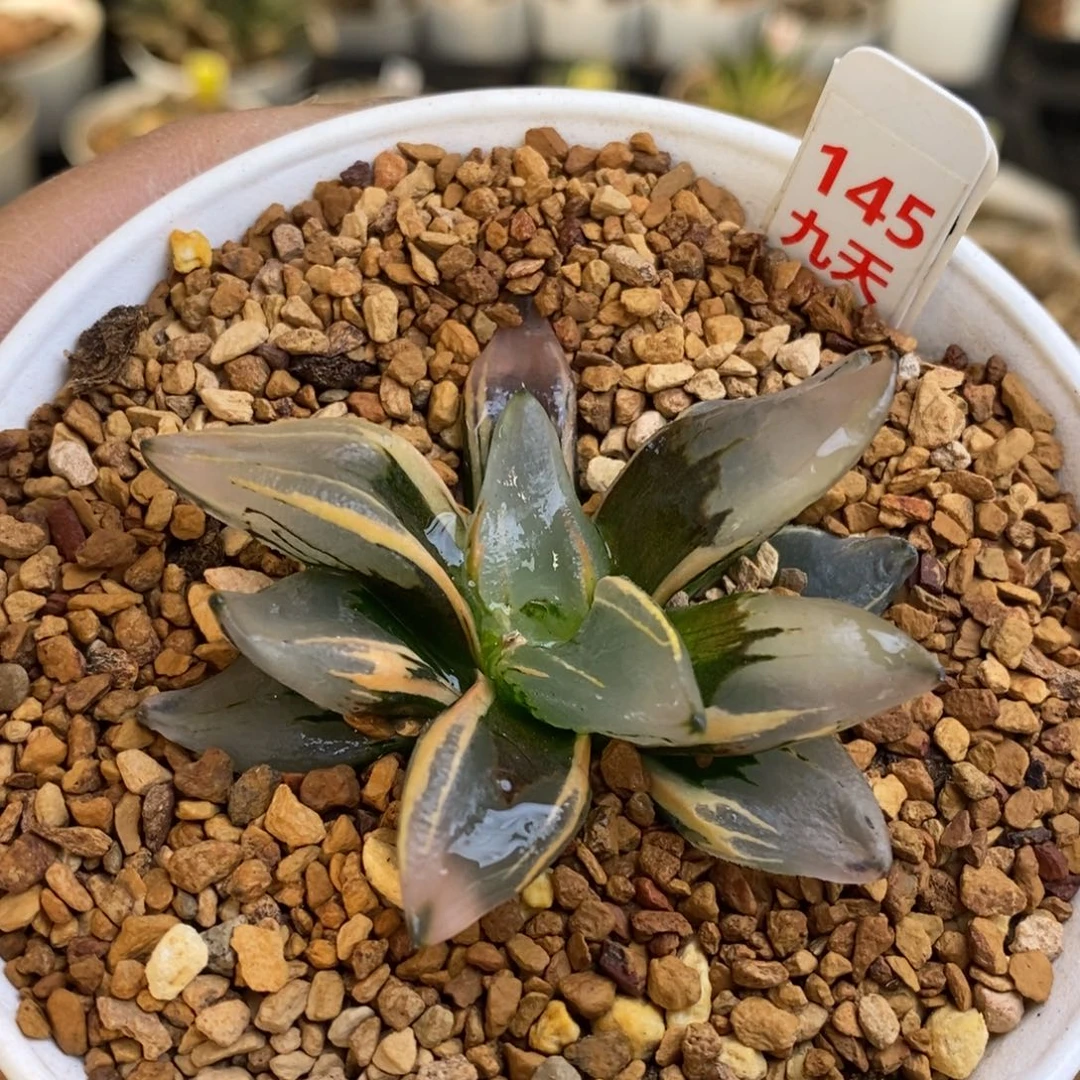 145号西瓜变异锦多肉