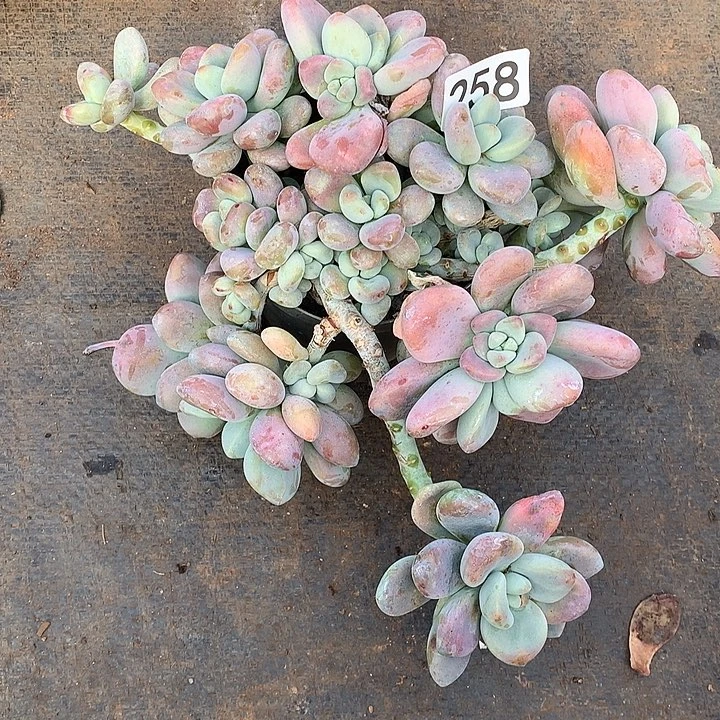 258洛神 一物一拍多肉