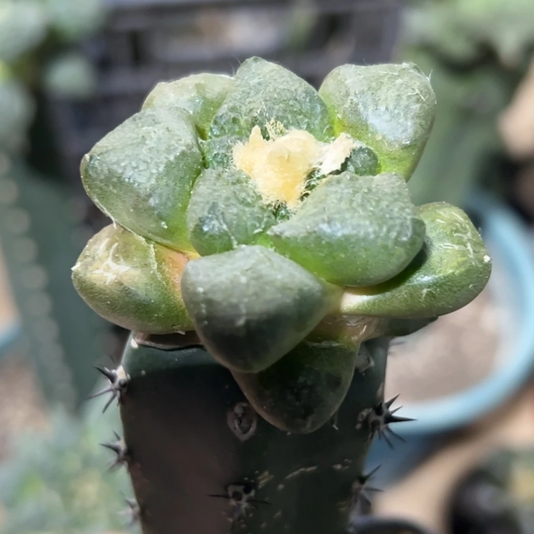 完全开放福利绣普蛋尤连山牡丹069