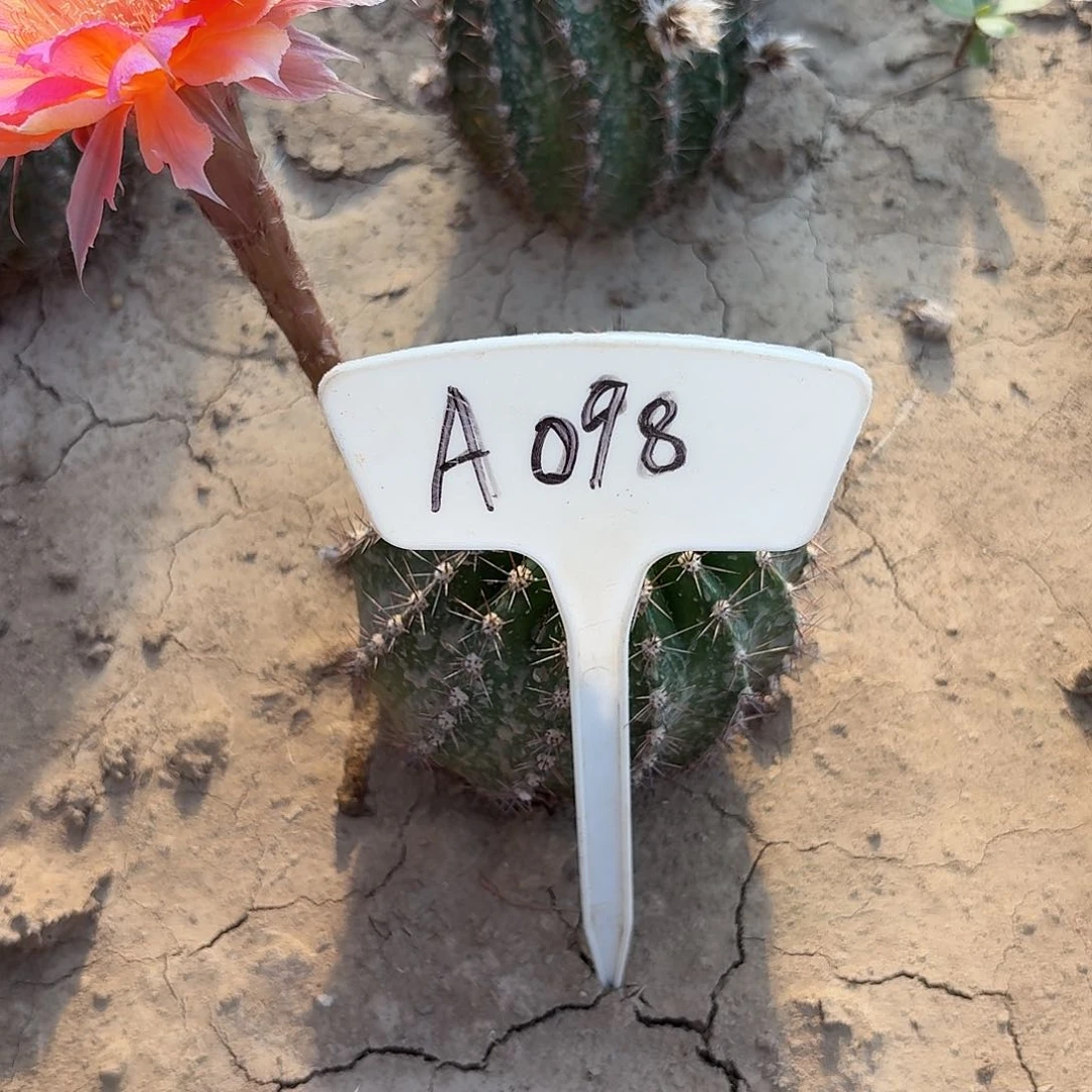 A098,046瑕疵歪头8cm