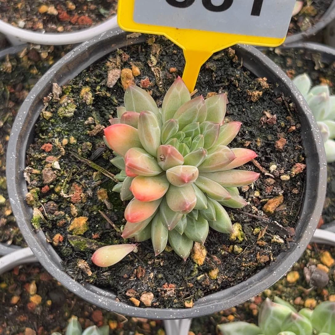 多肉植物彩体暗纹美人881