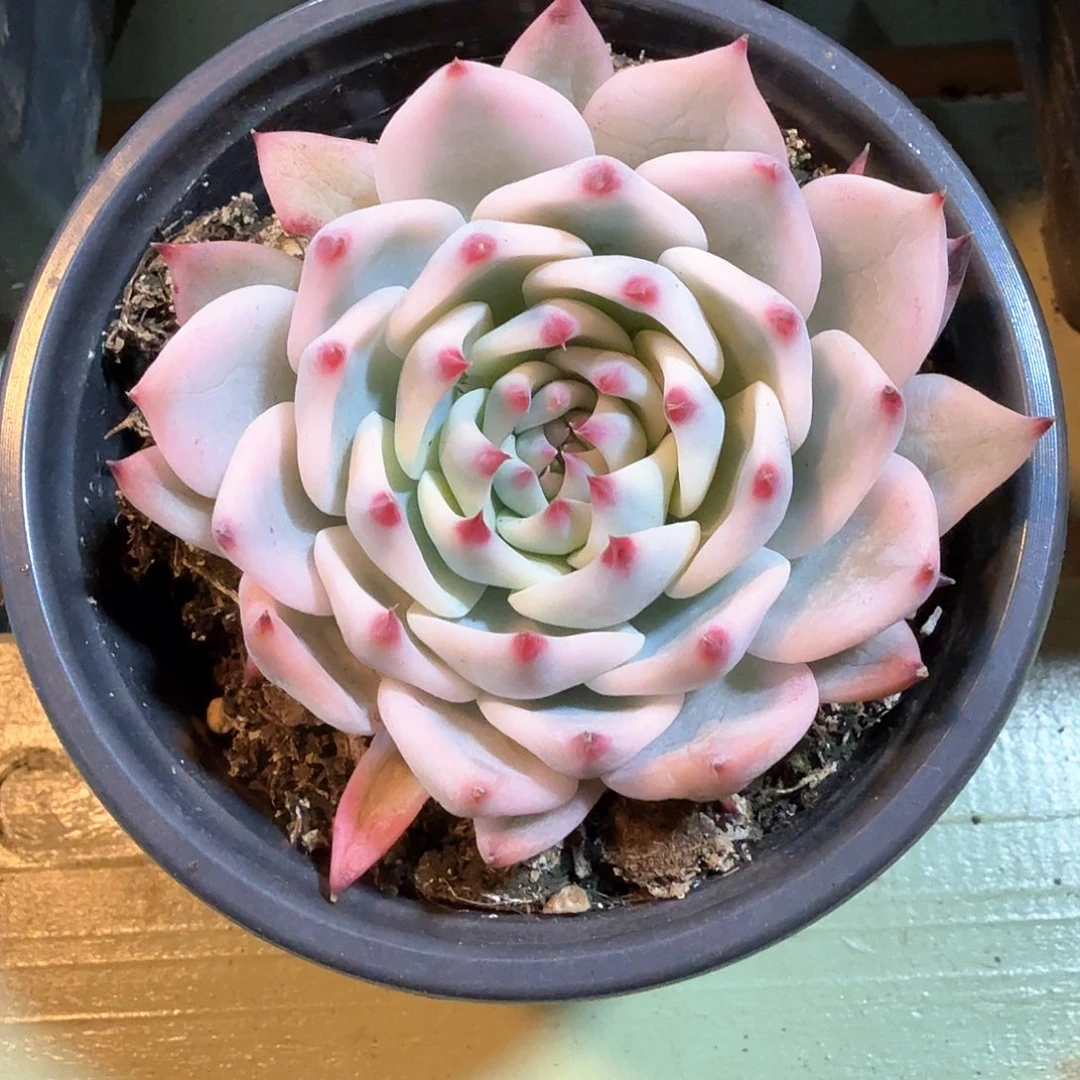 吉娃娃锦  锦上园艺一物一拍