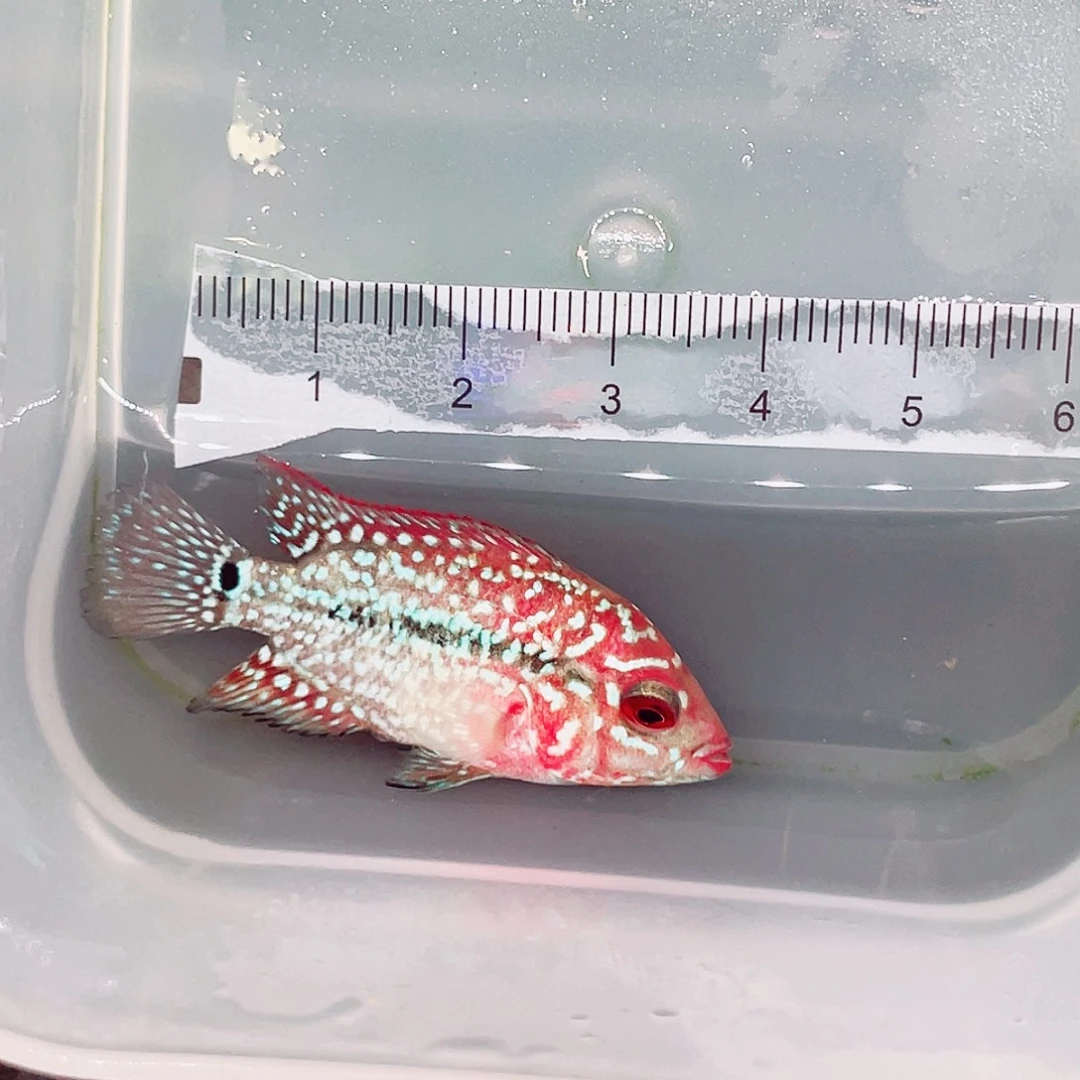 达***溜罗汉鱼f2.5金花罗汉鱼苗一条