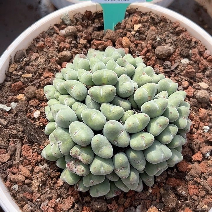 汐**汐口笛群918号