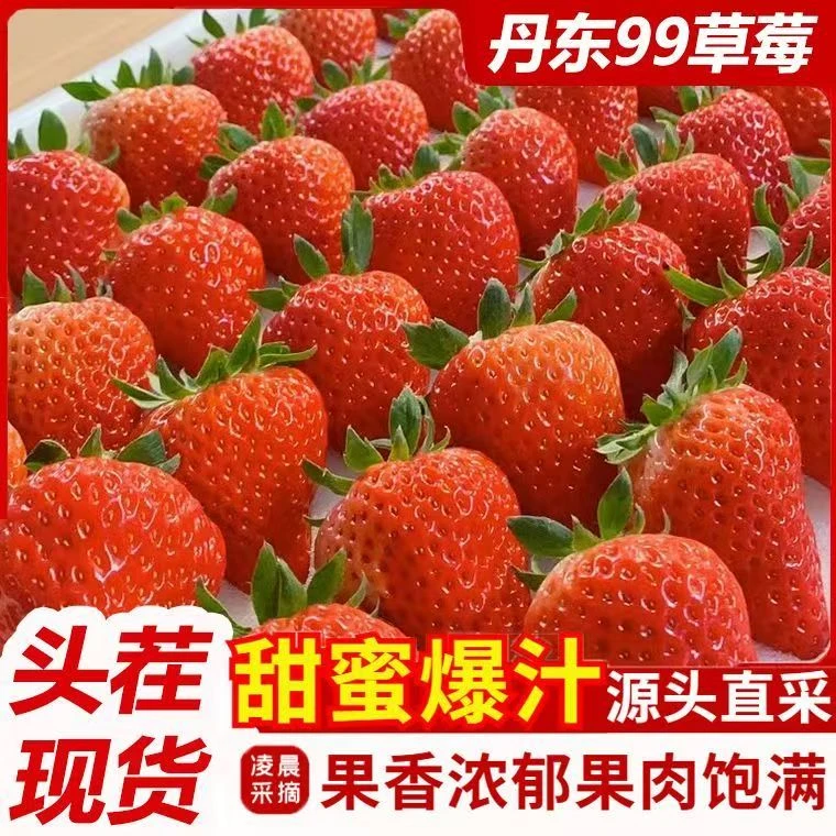 【丹东九九草莓】牛奶红颜草莓1/2斤装久久草莓现摘现发特大果草莓Z