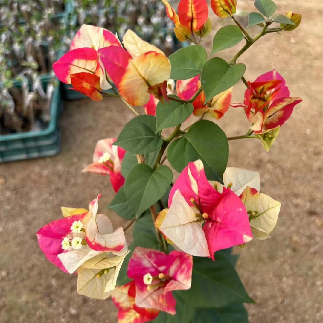 福利48嫁接三角梅福利原盆原土一物一拍掉花掉叶属于正常介意勿拍