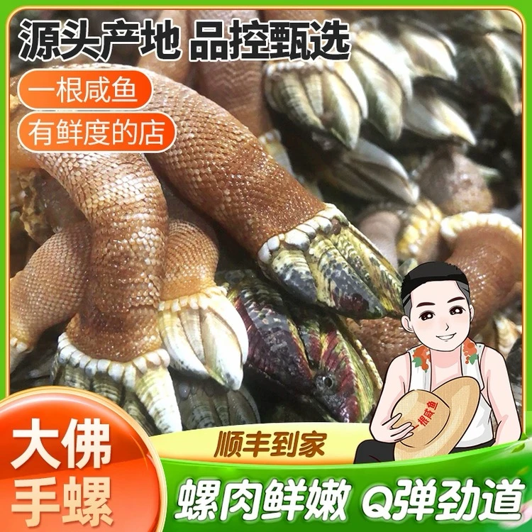 象山石浦海岛佛手螺现挖鸡爪螺藤壶