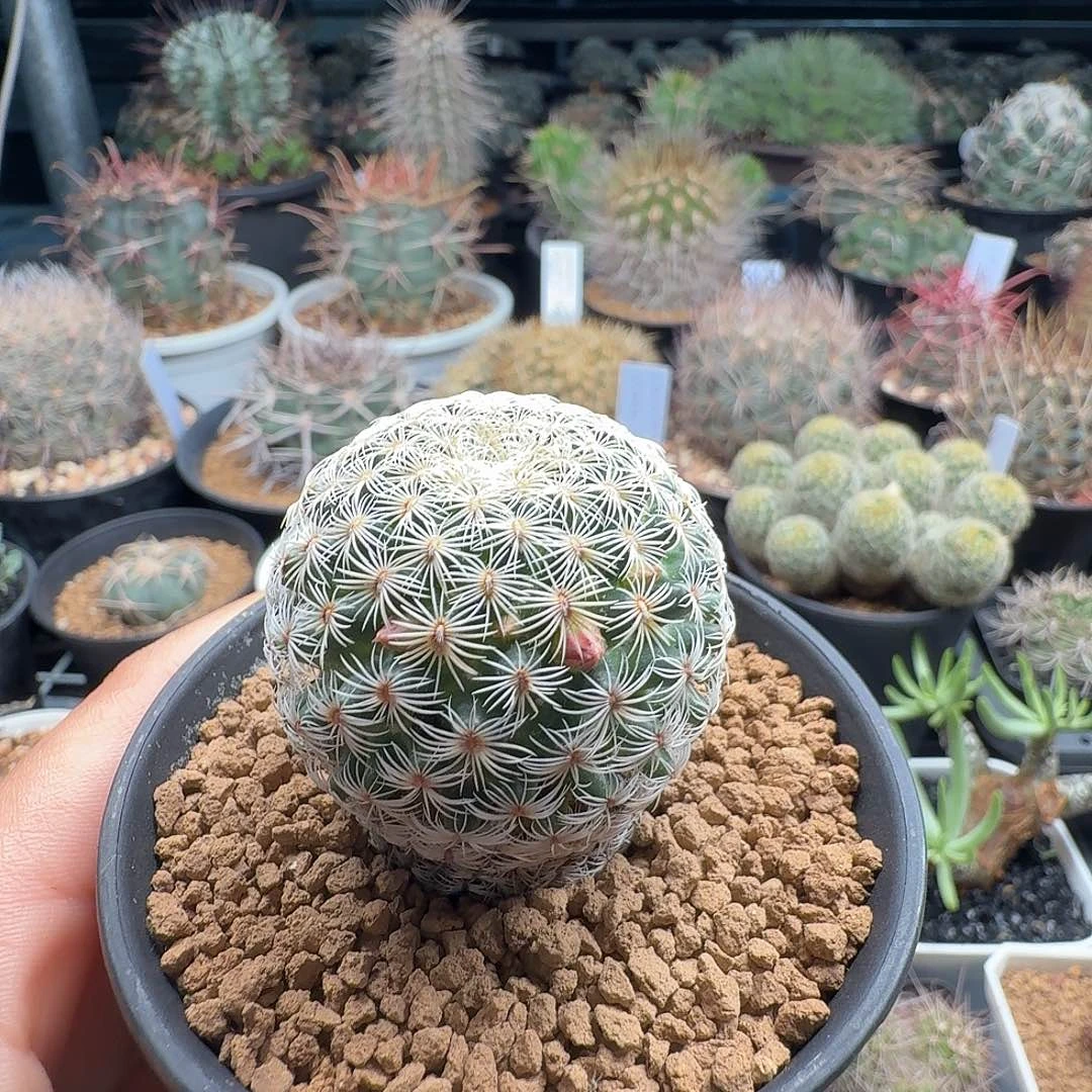实生白子法师脱土发货