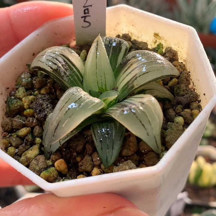 2号红纹寿锦一物一拍