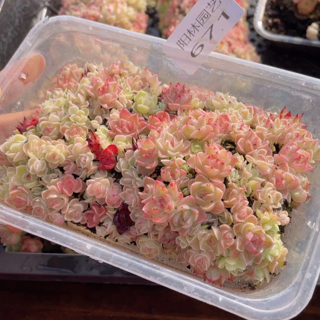 多肉植物多肉植物671