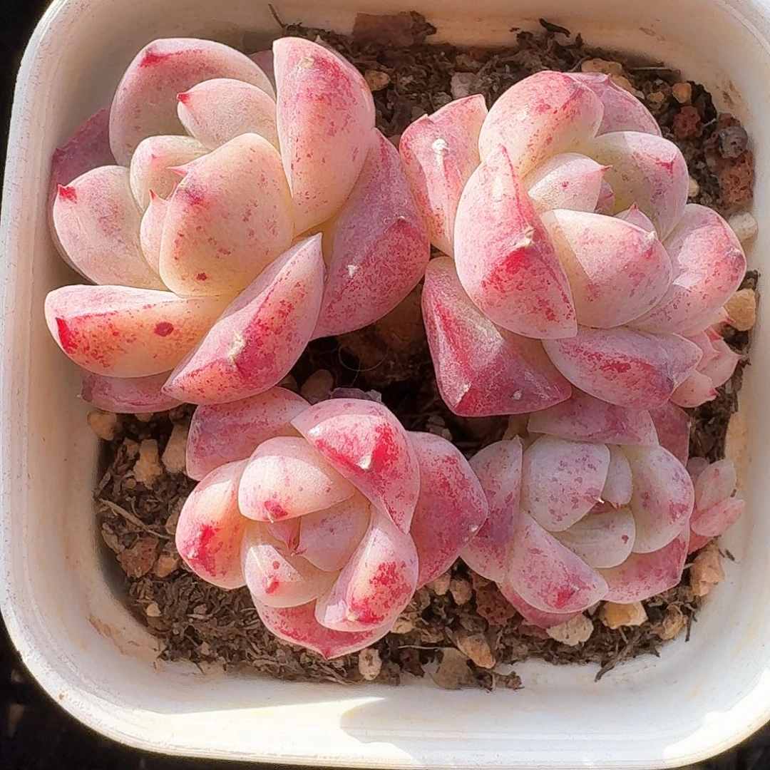 多肉佳人群生粗腿老桩