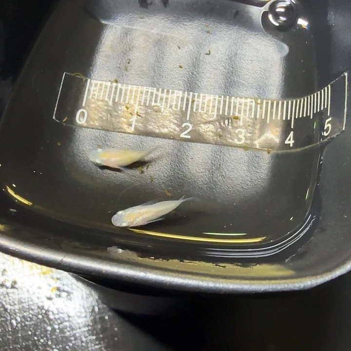 海水鱼40号拍品白球球