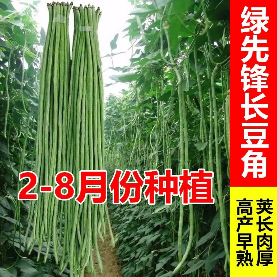 【绿长豆角种子】豇豆角种子高产绿先锋长豆角绿豇豆角种