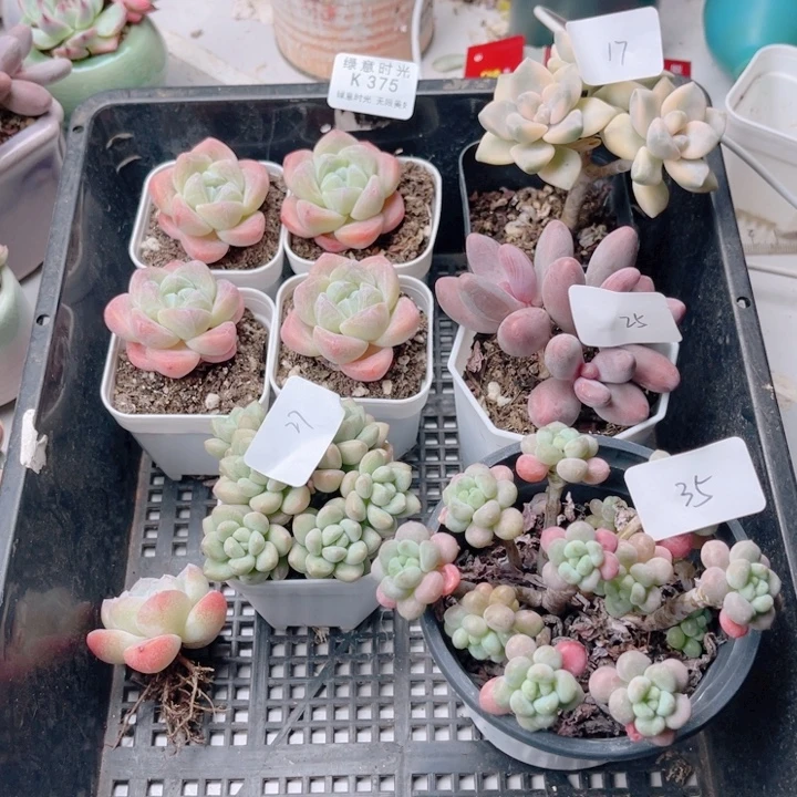 月****375 拓土发货。