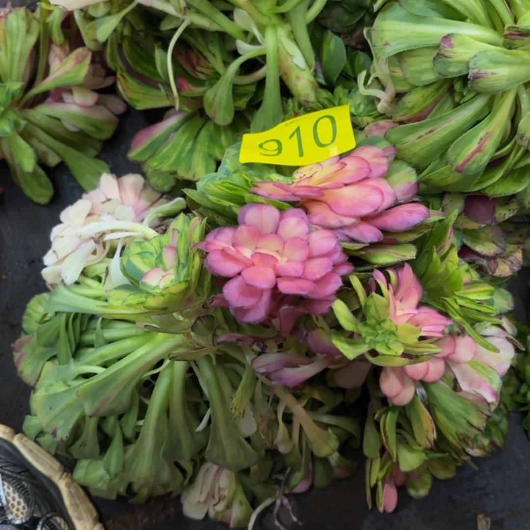 哈哈多肉福利福利910