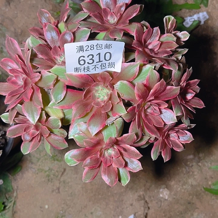 6310浣纱多肉植物