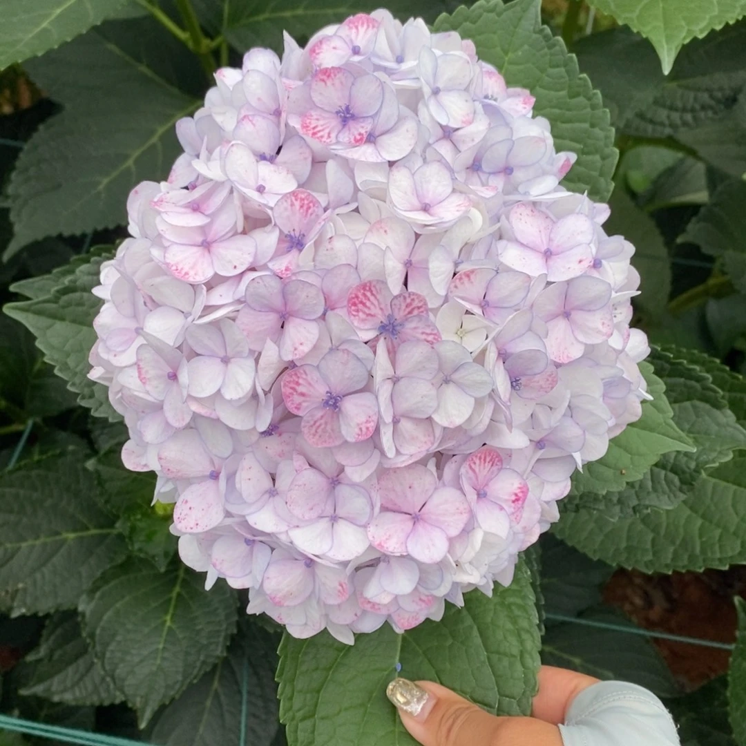 58号绣球 （3单冷链包邮）