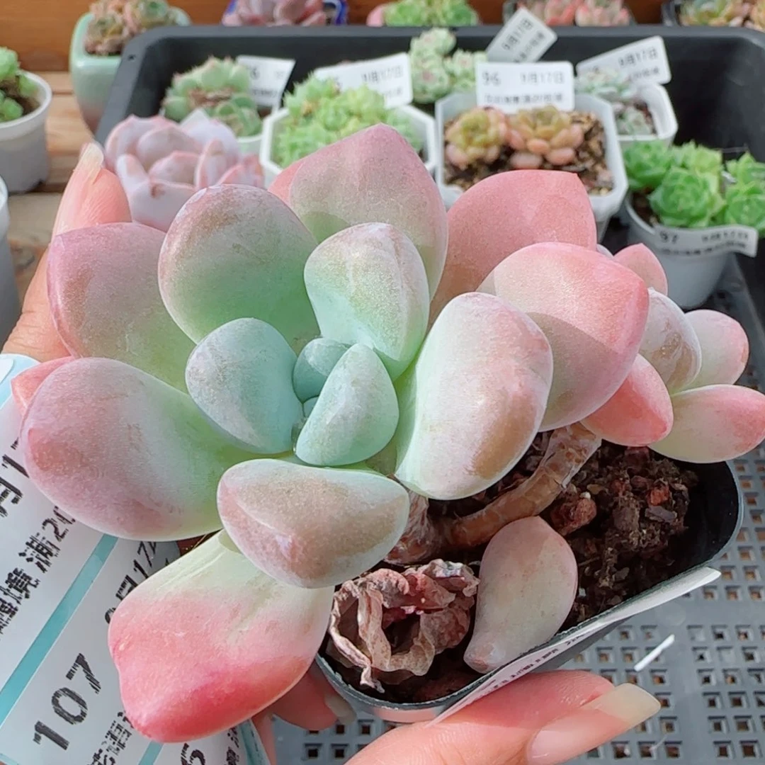 花语逸镜0917-99白马