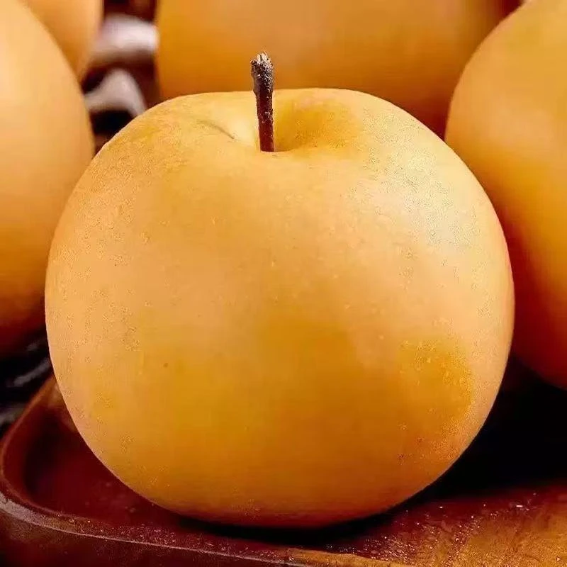 【9斤】正宗山东秋月梨新鲜水果当季现摘莱阳冰糖雪梨子蜜梨整箱