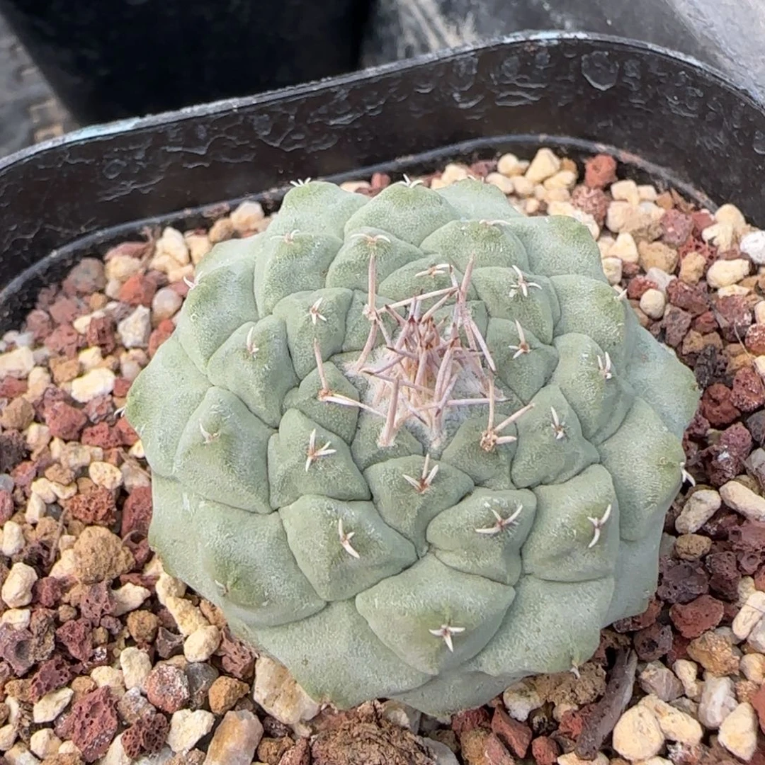 3.8厘米实生菊水多肉