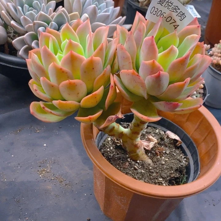 夏悦多肉0306-74乔一