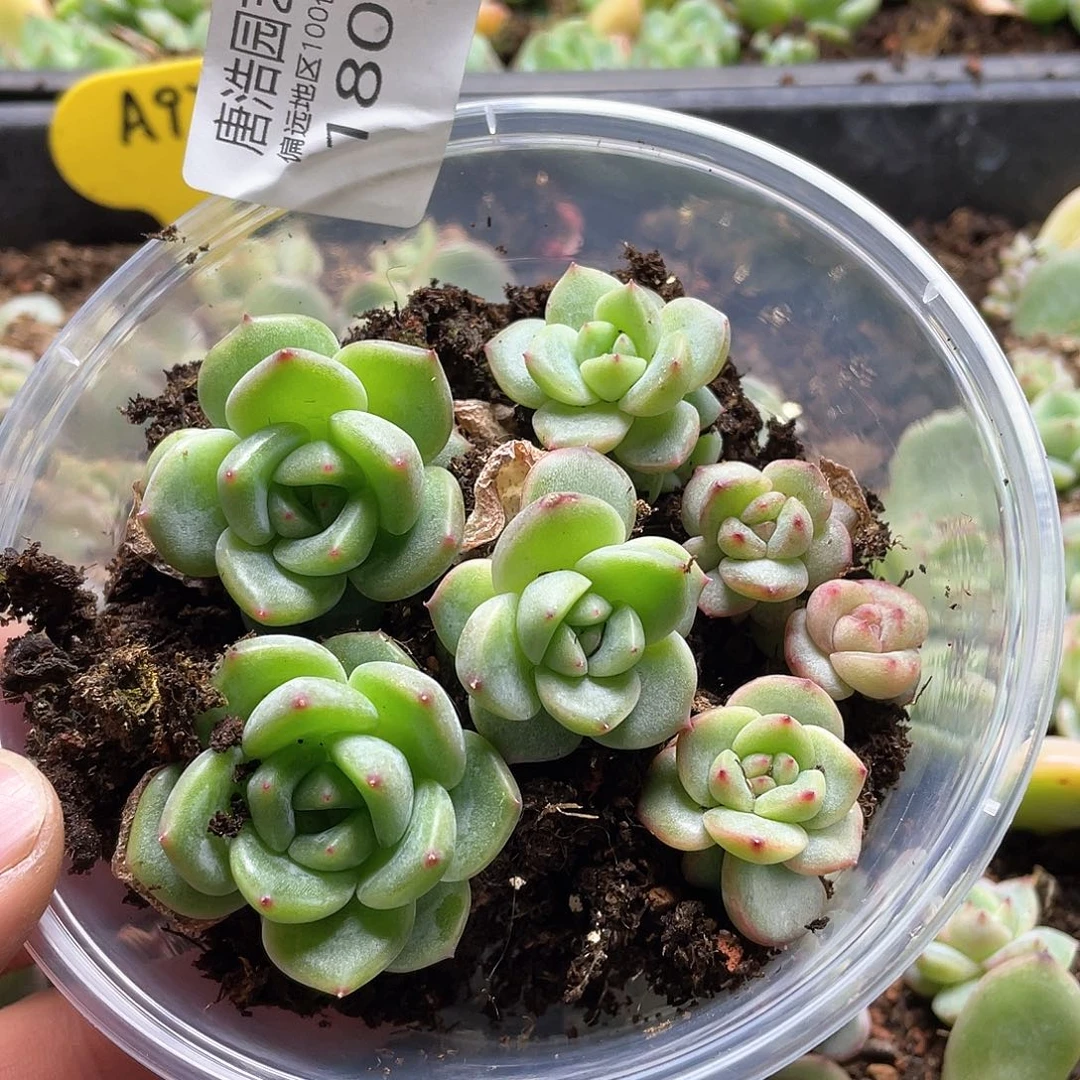 珍妮混一物一拍180