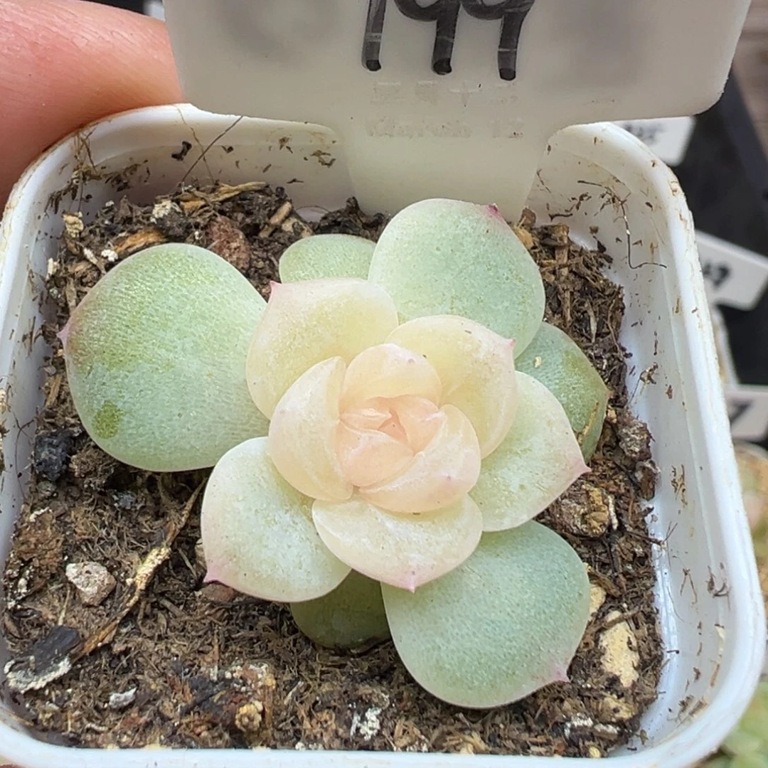 199号无尽月 晗雨多肉