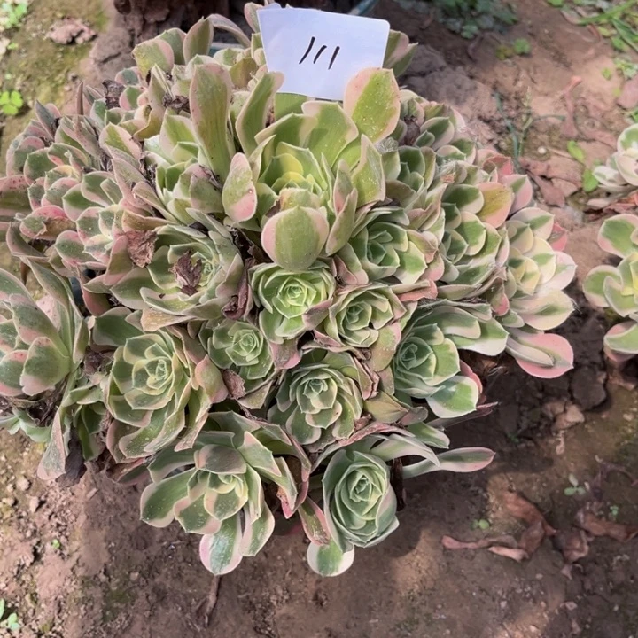 111多肉植物法师老庄