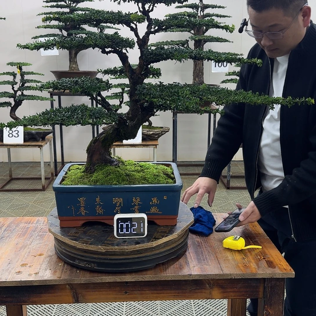 无花朵珍珠红芽罗汉松造型盆景
