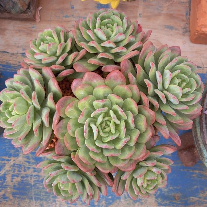 玫瑰型多肉拉萨-4