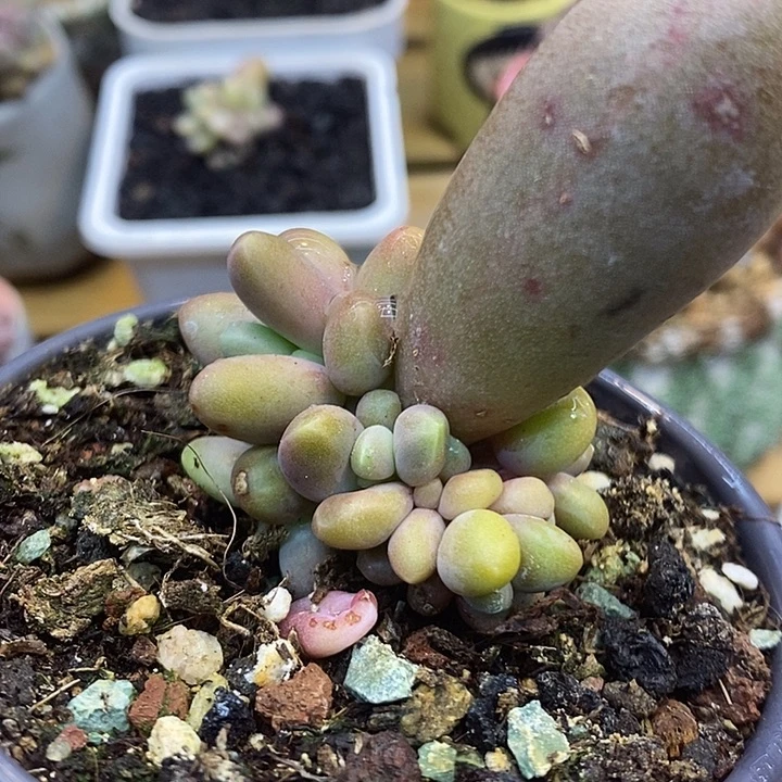 糖果叶插548号的啊啊啊多肉啊啊