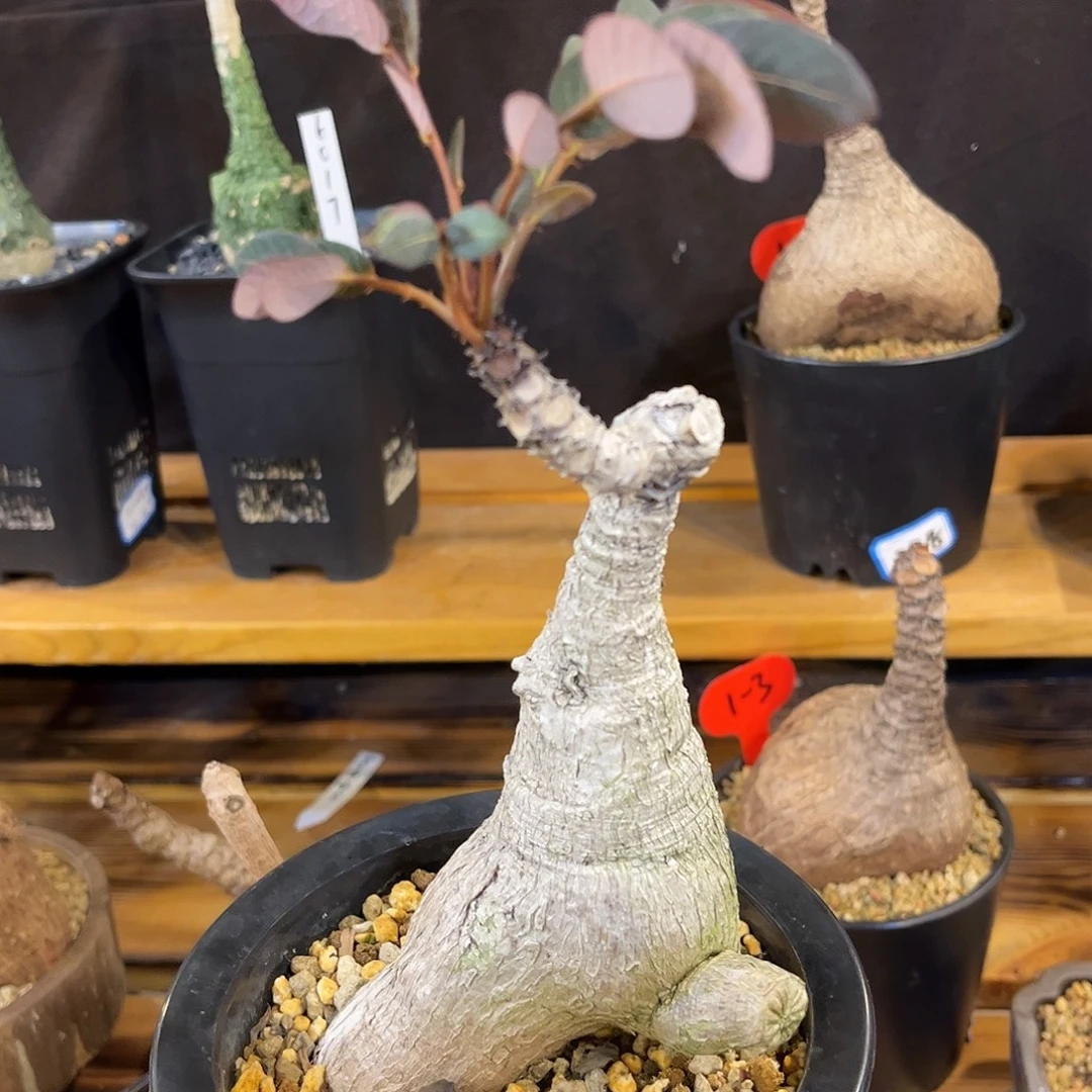 奇异油柑9折福利有根