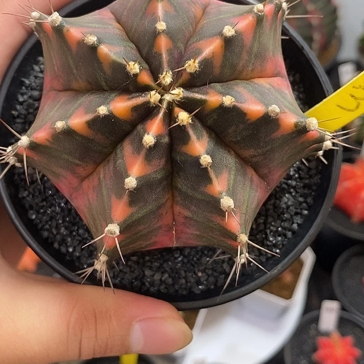 泰系全品米哈—带盆土发货24