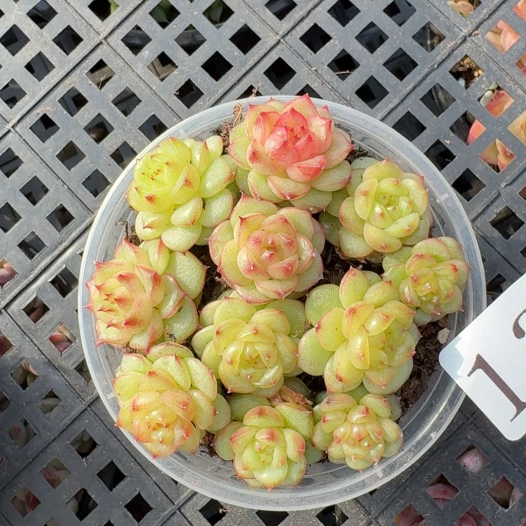 多肉植物多肉植物133