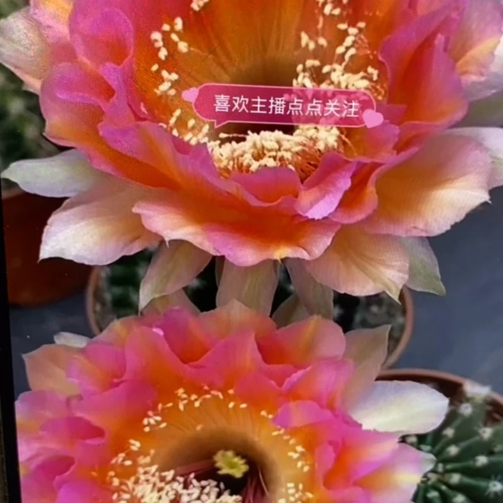 彩草61号侧芽2.5公分左右