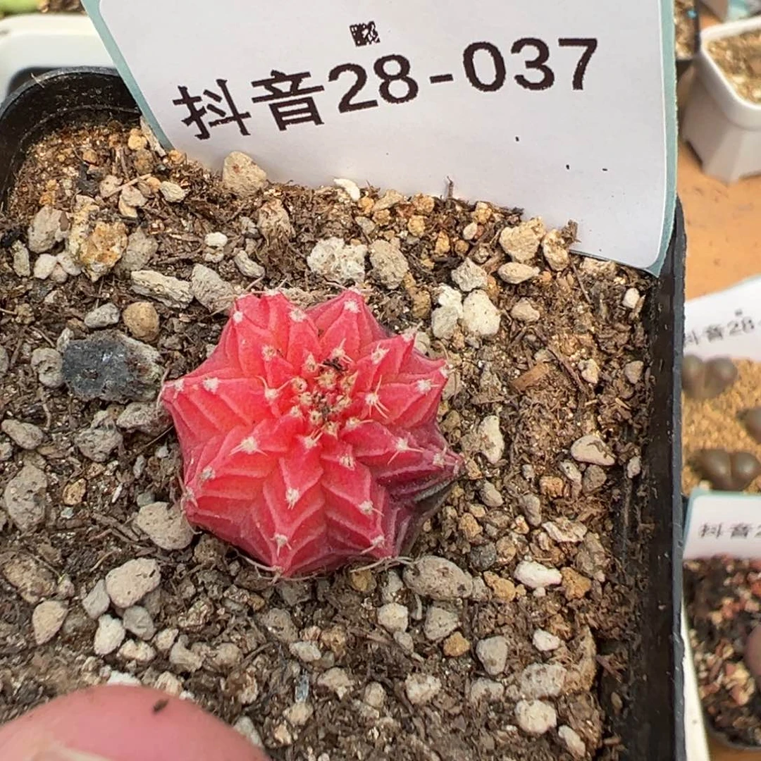 28-37肋骨牡丹锦多肉植物
