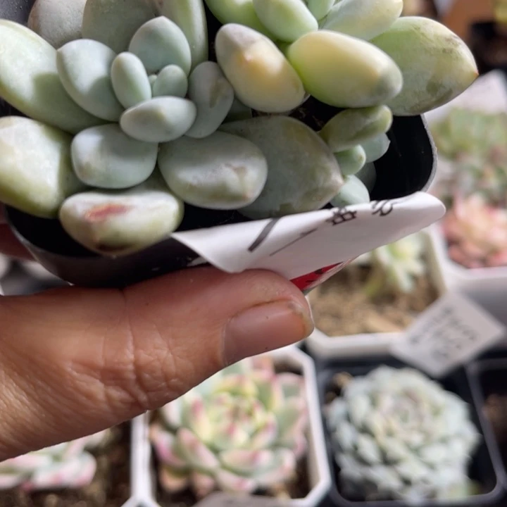 香水锦多肉植物642