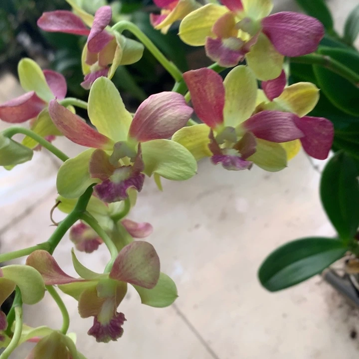 完全开放黄天使洋娃娃大小2苗裸根发