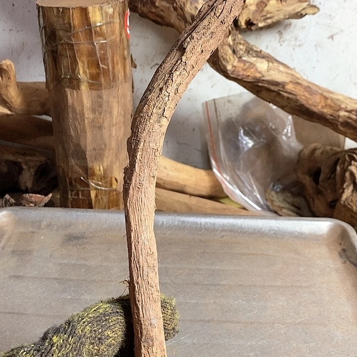 黄花梨/降香黄檀吃****干