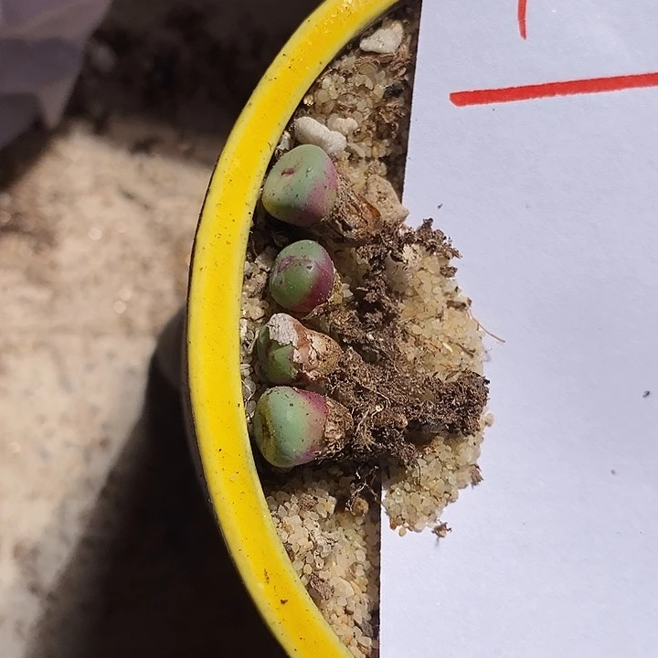 肉***肉18375。   一组。 一组。