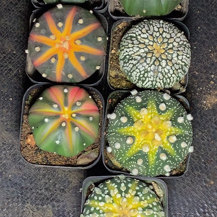 星球7颗  包邮 多肉