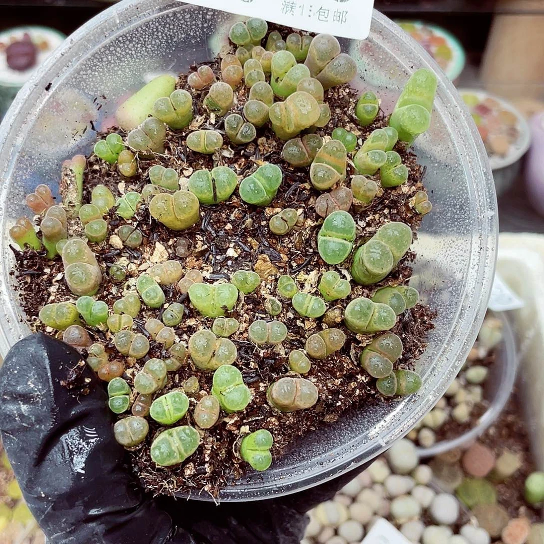 生石花18包邮0915-136