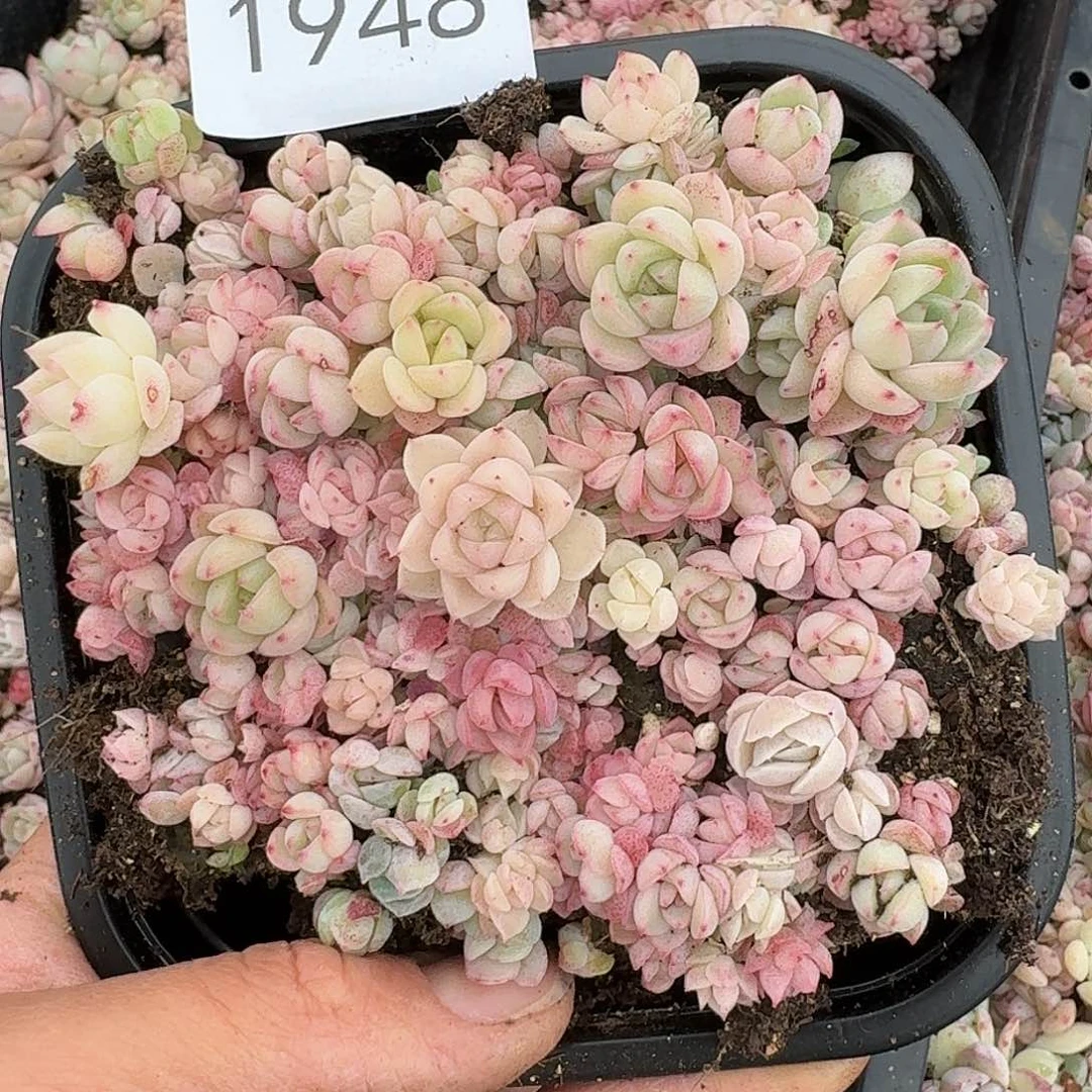 杂交新品珍妮多肉1948